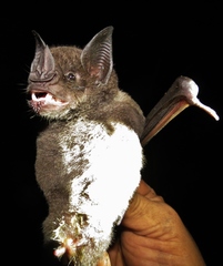 Phyllostomus hastatus