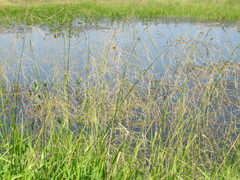 Glyceria arundinacea