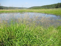 Glyceria arundinacea