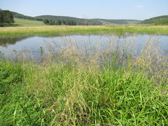 Glyceria arundinacea