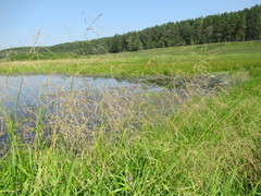 Glyceria arundinacea