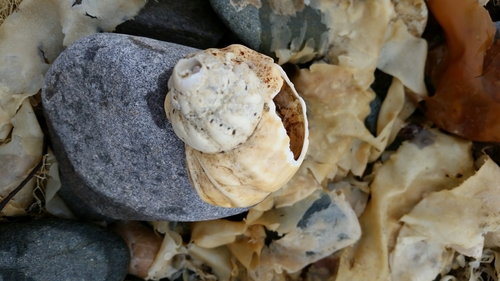 Buccinum undatum