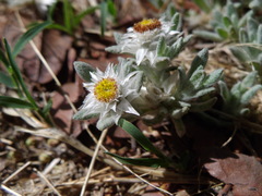 Helichrysum cerastioides