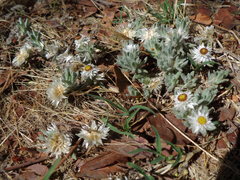 Helichrysum cerastioides