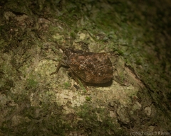 Cotylana angustifrons