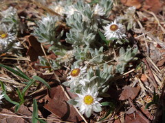 Helichrysum cerastioides