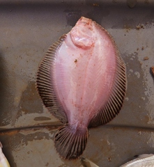 Trinectes paulistanus