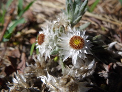 Helichrysum cerastioides