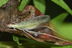 Oecanthus varicornis