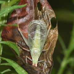Oecanthus varicornis