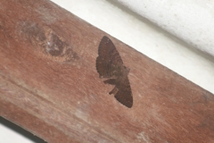Speiredonia