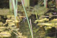Lestes tridens