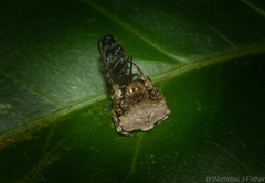 Arkys speechleyi