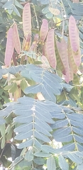 Albizia procera