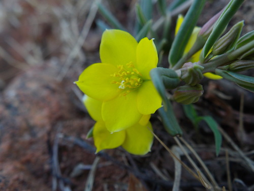 Porcupine root (Talinum afrum)