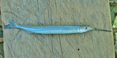Hyporhamphus