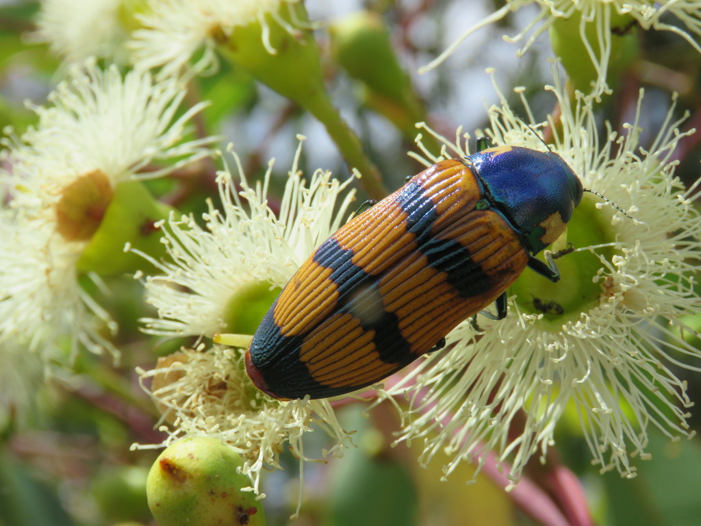 Temognatha conspicillata