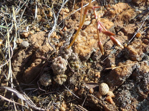 Anacampseros subnuda