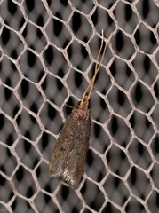 Lecithocera imprudens