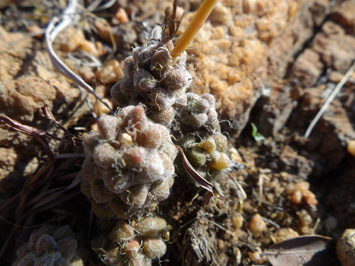 Anacampseros subnuda