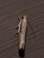 Xylorycta melaleucae