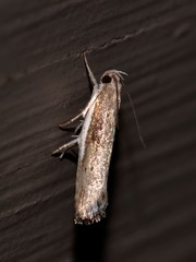 Xylorycta melaleucae