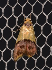 Hemibela oxyptera