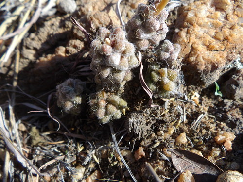 Anacampseros subnuda