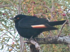 Onychognathus nabouroup