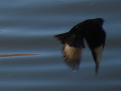 Onychognathus nabouroup