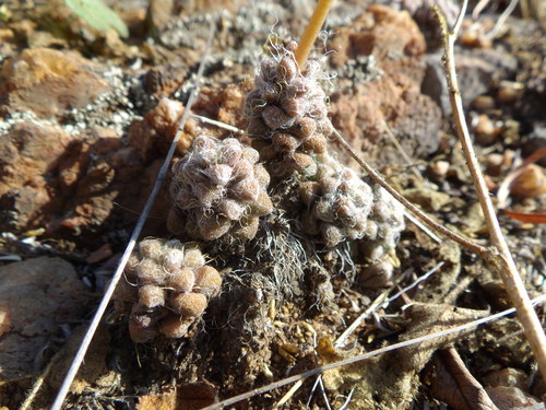Anacampseros subnuda