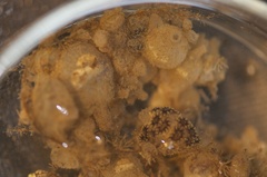 Molgula manhattensis