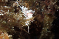 Cratena lineata