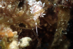Cratena lineata