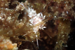 Cratena lineata