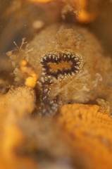 Botryllus schlosseri