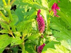 Celosia spicata