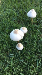 Chlorophyllum molybdites image
