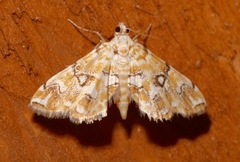 Elophila icciusalis image