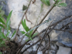 Platycnemis dealbata