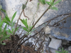 Platycnemis dealbata