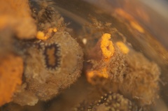 Botryllus schlosseri