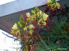 Erythrostemon gilliesii