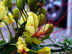 Erythrostemon gilliesii