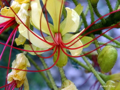 Erythrostemon gilliesii