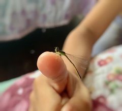 Ischnura senegalensis