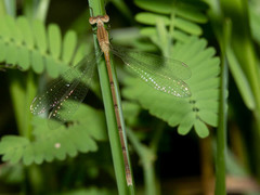 Lestes pallidus
