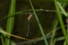 Lestes pallidus