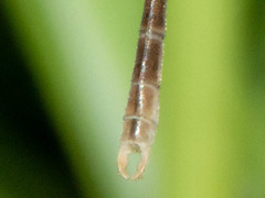 Lestes pallidus
