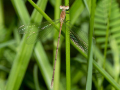 Lestes pallidus